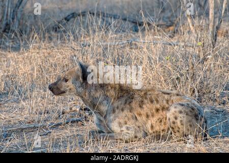 Un isolato Iena seduta nella savana africana, Sud Africa Foto Stock