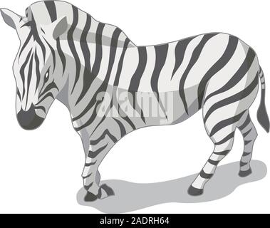 Zebra isometrica illustrazione vettoriale con sfondo bianco. Foto Stock