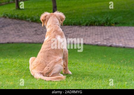 Poco golden retriever dog sitter su erba verde Foto Stock