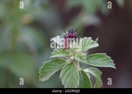 Caterpillar nero farfalla pavone (Inachis io) al crepuscolo-closeup.Si arrampica su thistle foglia. Foto Stock