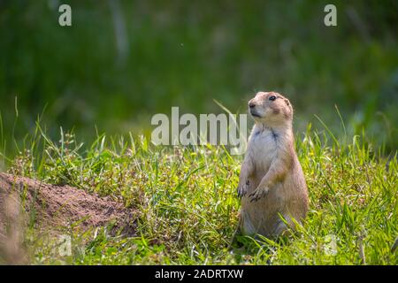 I cani della prateria in Devils Tower National Monument, Wyoming Foto Stock