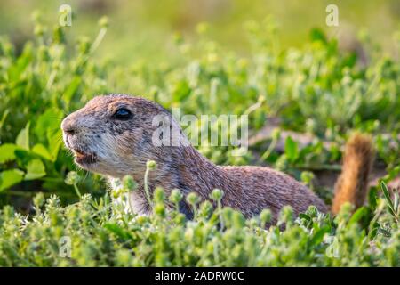 I cani della prateria in Devils Tower National Monument, Wyoming Foto Stock