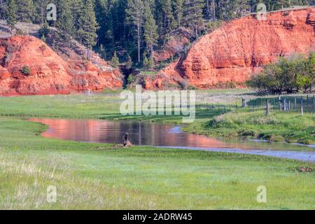 Il Belle Fourche fiume in Devils Tower National Monument, Wyoming Foto Stock