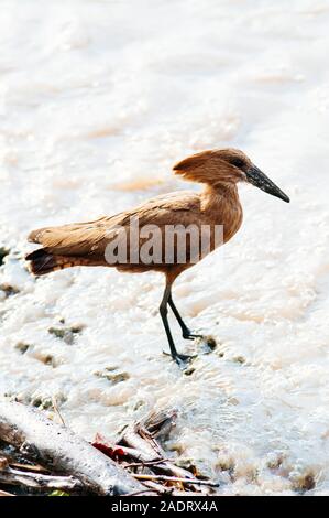 Wild African Hamerkop bird in piedi in acqua sulla riva del fiume nel Serengeti foresta di savana in Tanzania. Foto Stock