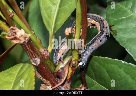 Caterpillar munching su foglie verdi, strisciando lungo i rami e ramoscelli Foto Stock