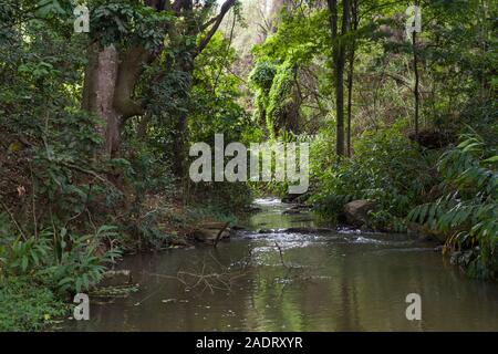 Mbagathi fiume che scorre attraverso, Oloolua Sentiero Natura, Karen, Nairobi, Kenia. Foto Stock