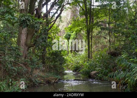 Mbagathi fiume che scorre attraverso, Oloolua Sentiero Natura, Karen, Nairobi, Kenia. Foto Stock