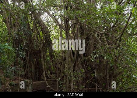 Mbagathi fiume che scorre attraverso, Oloolua Sentiero Natura, Karen, Nairobi, Kenia. Foto Stock