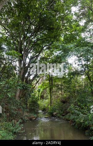 Mbagathi fiume che scorre attraverso, Oloolua Sentiero Natura, Karen, Nairobi, Kenia. Foto Stock