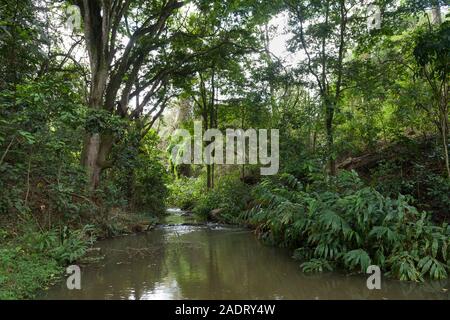 Mbagathi fiume che scorre attraverso, Oloolua Sentiero Natura, Karen, Nairobi, Kenia. Foto Stock