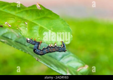 Caterpillar munching su foglie verdi, strisciando lungo i rami e ramoscelli Foto Stock