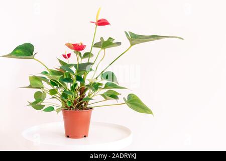Piscina Pianta verde in un vaso con fiori di colore rosso sul beige neutro parete di sfondo Foto Stock