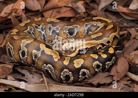 Il sangue di Sumatra / Python Python brongersmai, comunemente noto come Brongersma breve-tailed python o il rosso corto-tailed python, un serpente nonvenomous Foto Stock