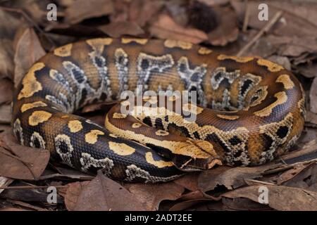 Il sangue di Sumatra / Python Python brongersmai, comunemente noto come Brongersma breve-tailed python o il rosso corto-tailed python, un serpente nonvenomous Foto Stock