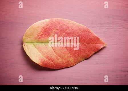 Foglie autunnali di un mirtillo su un tavolo di legno. Foto Stock