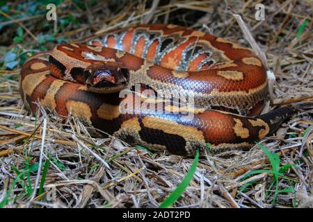 Close up di Sumatra sangue rosso / Python Python curtus brongersmai Foto Stock