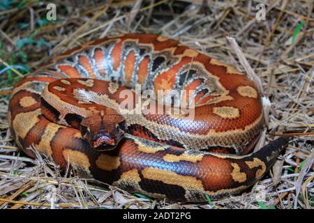 Close up di Sumatra sangue rosso / Python Python curtus brongersmai Foto Stock