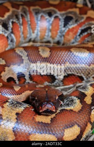 Close up di Sumatra sangue rosso / Python Python curtus brongersmai Foto Stock