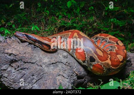 Close up di Sumatra sangue rosso / Python Python curtus brongersmai Foto Stock