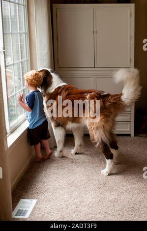 Il Toddler boy guardando fuori dalla finestra con il suo Gran San Bernardo cane Foto Stock