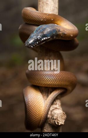 Oro Albertisi/bianco a labbro (python Leiopython albertisi) avvolto attorno ad un ramo Foto Stock