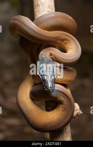 Oro Albertisi/bianco a labbro (python Leiopython albertisi) avvolto attorno ad un ramo Foto Stock