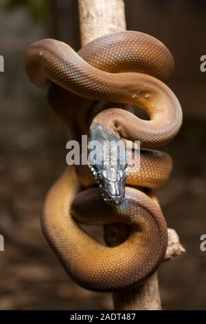 Oro Albertisi/bianco a labbro (python Leiopython albertisi) avvolto attorno ad un ramo Foto Stock