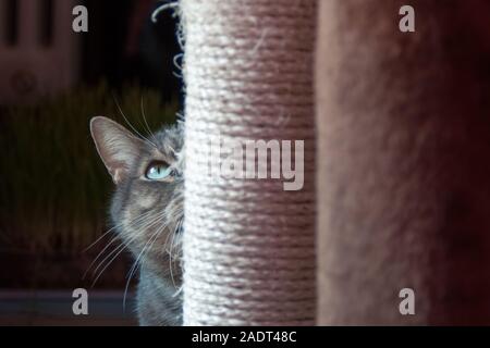 Bella timido cat nascondersi dietro la sua rigatura post. La luce luce su i suoi grandi occhi verdi e lunga wiskers Foto Stock