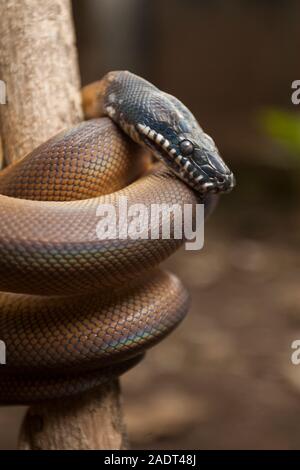 Oro Albertisi/bianco a labbro (python Leiopython albertisi) avvolto attorno ad un ramo Foto Stock