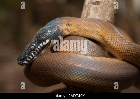 Oro Albertisi/bianco a labbro (python Leiopython albertisi) avvolto attorno ad un ramo Foto Stock