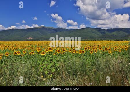 I campi di girasole, Bulgaria Foto Stock