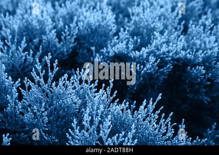 Blu brillante vegetazione. Sfocare lo sfondo con il fuoco selettivo Foto Stock