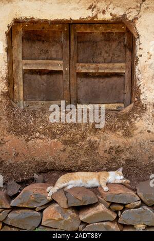 Etiopia, Amhara Region, Bahir Dar, Lago Tana Zege Penisola, gatto addormentato sul muro di pietra al di fuori casa Foto Stock