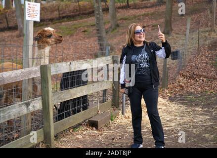 Glastonbury, CT, Stati Uniti d'America. Ott 2019. La donna a una Nuova Inghilterra zoo tenendo selfies con un già in posa alpaca. Foto Stock