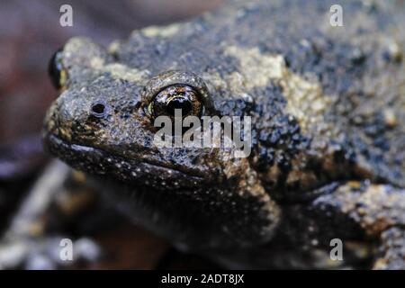 Nastrare bullfrog o asiatici rospi narrowmouth inoltre sapere chubby o bolle di rana rana questo è nativo per il sud-est asiatico e di solito vive sulla foresta Foto Stock