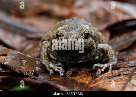 Nastrare bullfrog o asiatici rospi narrowmouth inoltre sapere chubby o bolle di rana rana questo è nativo per il sud-est asiatico e di solito vive sulla foresta Foto Stock