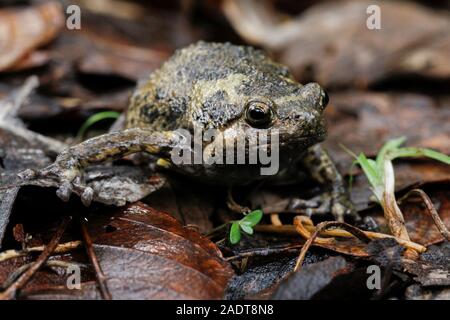 Nastrare bullfrog o asiatici rospi narrowmouth inoltre sapere chubby o bolle di rana rana questo è nativo per il sud-est asiatico e di solito vive sulla foresta Foto Stock