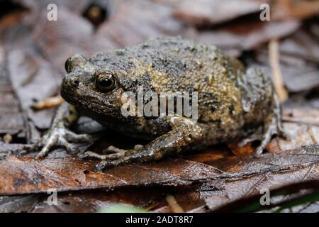 Nastrare bullfrog o asiatici rospi narrowmouth inoltre sapere chubby o bolle di rana rana questo è nativo per il sud-est asiatico e di solito vive sulla foresta Foto Stock