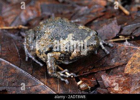 Nastrare bullfrog o asiatici rospi narrowmouth inoltre sapere chubby o bolle di rana rana questo è nativo per il sud-est asiatico e di solito vive sulla foresta Foto Stock