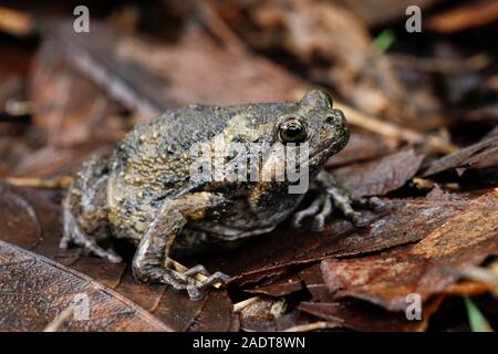 Nastrare bullfrog o asiatici rospi narrowmouth inoltre sapere chubby o bolle di rana rana questo è nativo per il sud-est asiatico e di solito vive sulla foresta Foto Stock