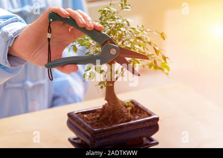 Crescente piccolo albero di bonsai con speciali le forbici per potatura Foto Stock