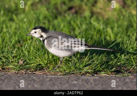 Pied Wagtail bird (Motacilla alba yarrellii) sul terreno in inverno nel West Sussex, in Inghilterra, Regno Unito. Foto Stock