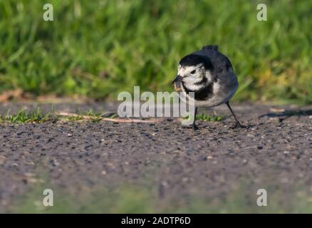 Pied Wagtail bird (Motacilla alba yarrellii) sul terreno in inverno nel West Sussex, in Inghilterra, Regno Unito. Foto Stock