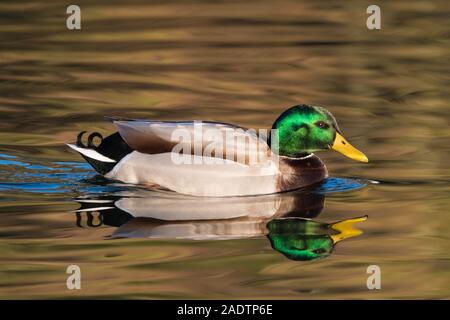 Vista laterale di un Drake Mallard duck (Anas platyrhynchos) su un lago con la riflessione in inverno nel Regno Unito. Foto Stock