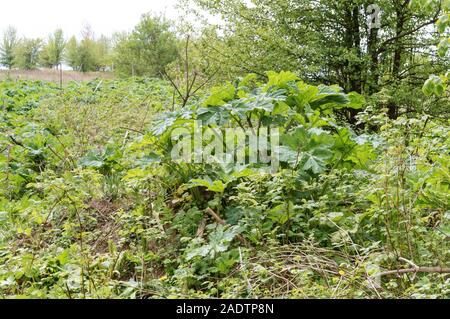 Borscht boccole, canneti della pianta velenosa borscht Foto Stock