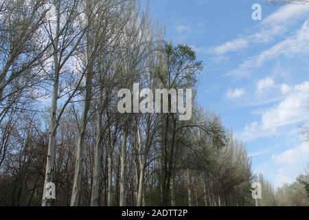 Alberi in un parco del Kirghizistan Foto Stock