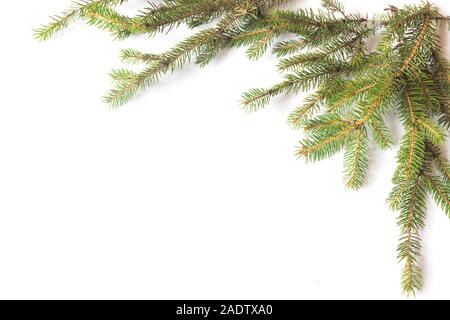 Rami di pino isolato su sfondo bianco. Decorazione di Natale concept Foto Stock