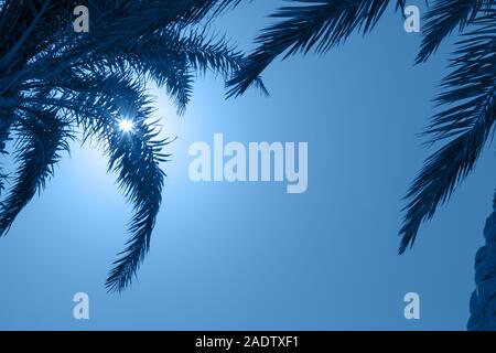Classic palms su blu cielo estate astratta alla moda di colore di sfondo 2020. Foto Stock