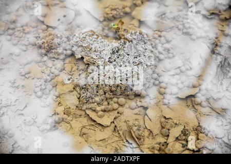 Frog spawn in un stagno selvatico, anfibi uova su acqua Foto Stock