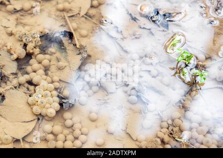 Un sacco di frog spawn in una selvaggia slough, uovo di rana embrione procreazione Foto Stock